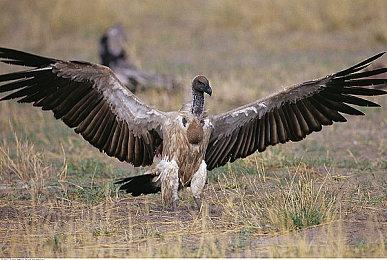 《健身拳击 北斗神拳》日服试玩版上线 健次郎做教练